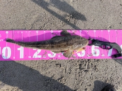 マゴチの釣果