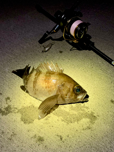 シロメバルの釣果