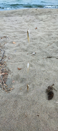 シロギスの釣果