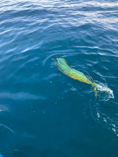 シイラの釣果