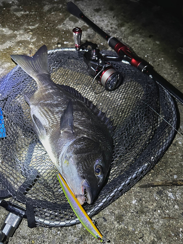 チヌの釣果