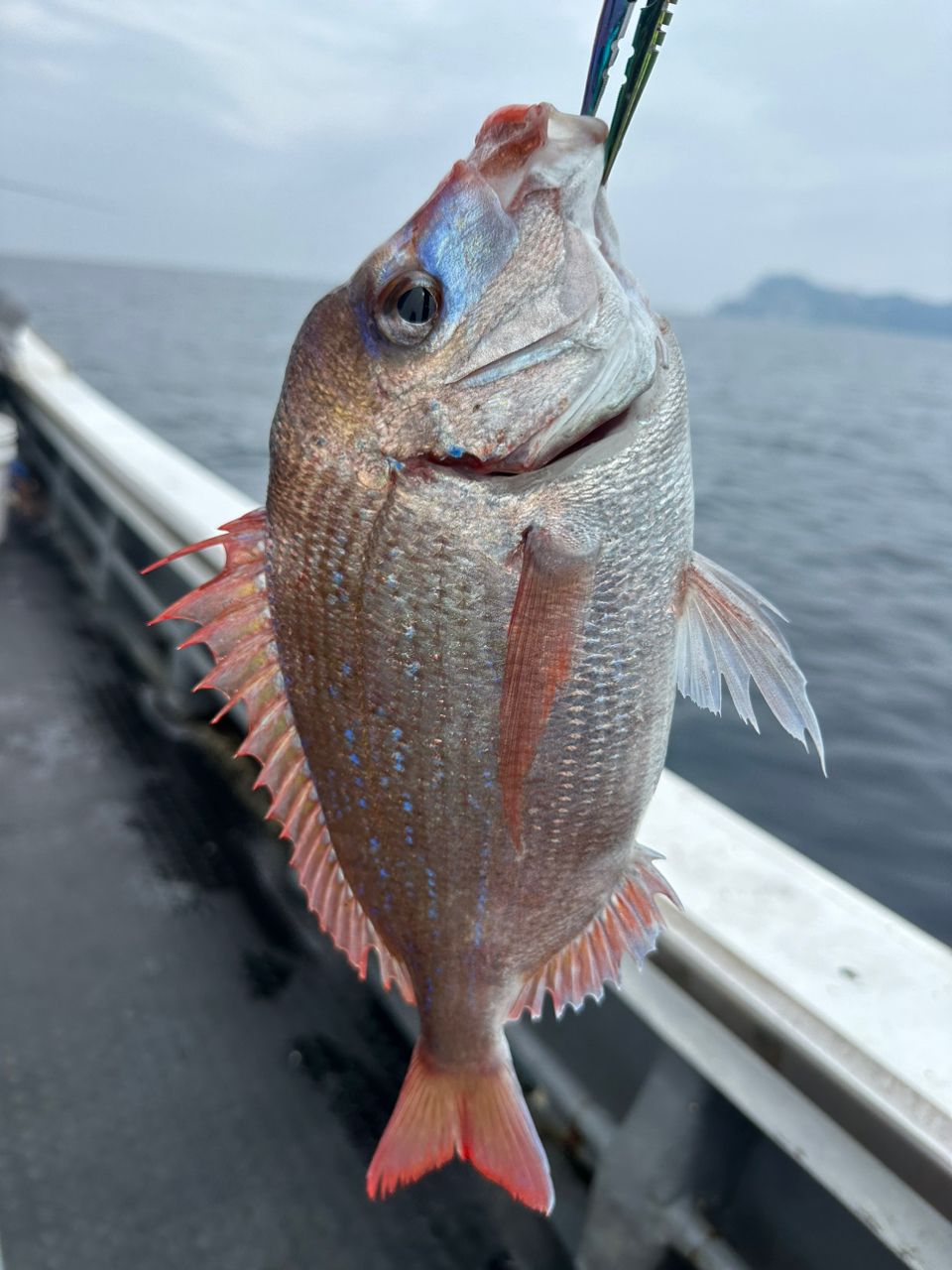 ClearBlue大好きさんの釣果 3枚目の画像