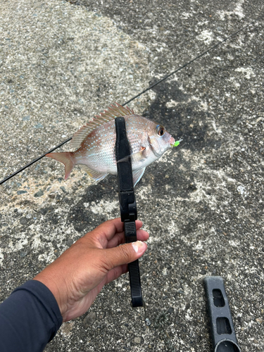 タイの釣果