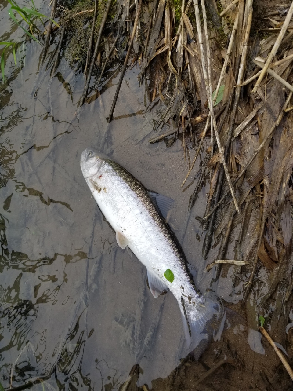 アメマス