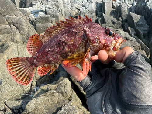 ヨロイメバルの釣果