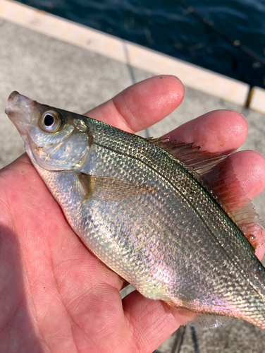 ウミタナゴの釣果