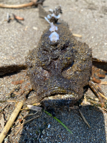 オニオコゼの釣果