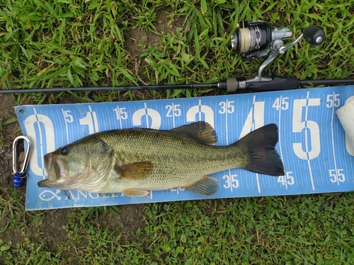 ブラックバスの釣果