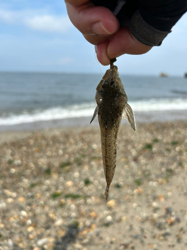 メゴチの釣果