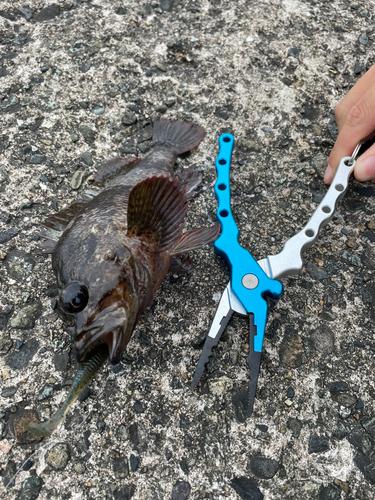 ムラソイの釣果