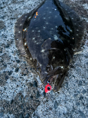 ソゲの釣果