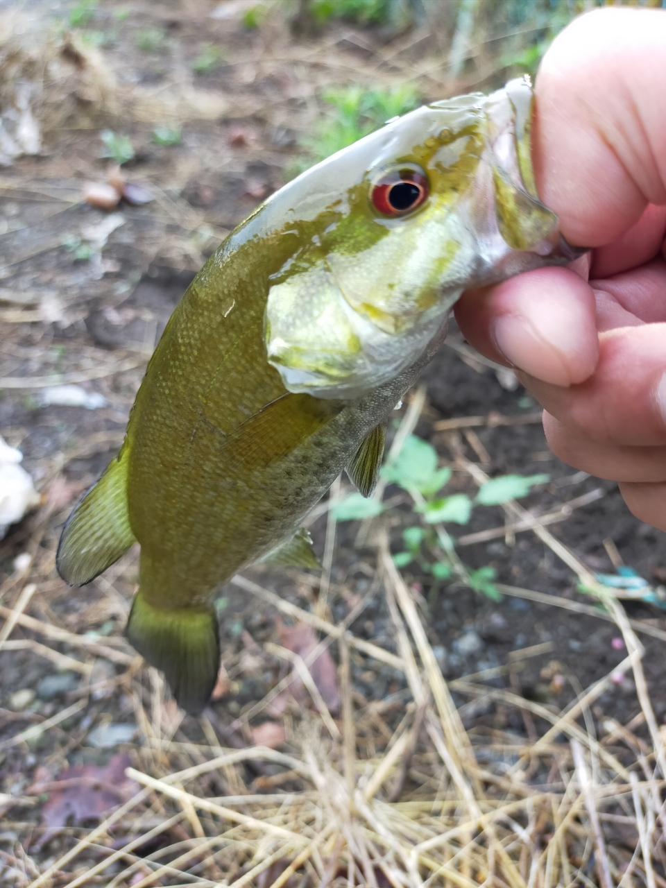 スモールマウスバス