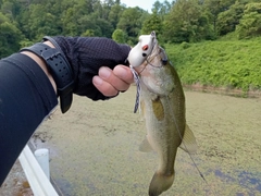 ラージマウスバスの釣果