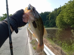 ラージマウスバスの釣果