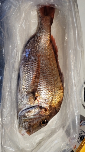 タイの釣果