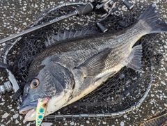 クロダイの釣果