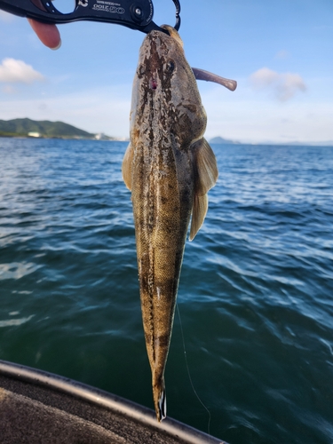 マゴチの釣果