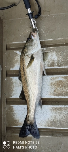 シーバスの釣果