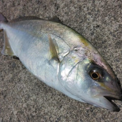 ショゴの釣果