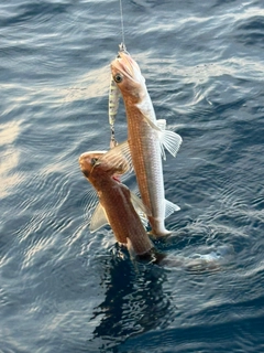 エソの釣果