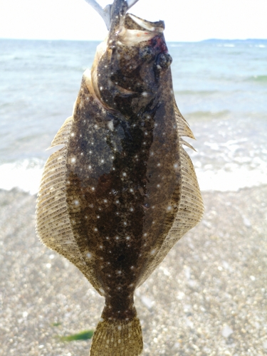 ヒラメの釣果