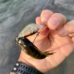 チチブの釣果