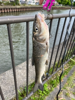 ニゴイの釣果