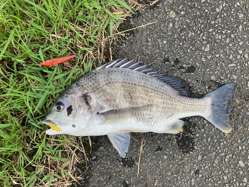 キビレの釣果