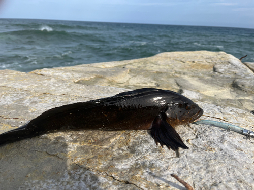 タコの釣果