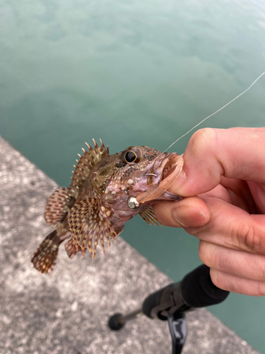 カサゴの釣果