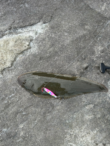 シタビラメの釣果