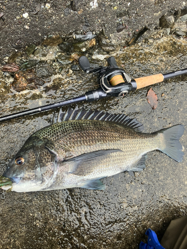 クロダイの釣果