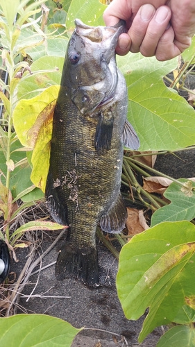 スモールマウスバスの釣果