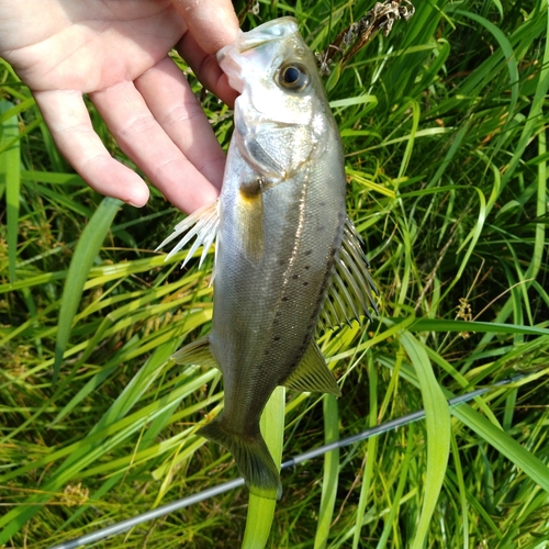 セイゴ（タイリクスズキ）の釣果