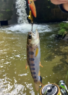 ヤマメの釣果