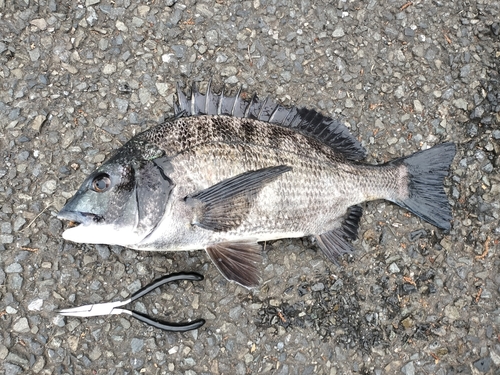 クロダイの釣果