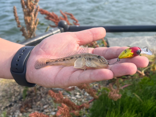 ハゼの釣果