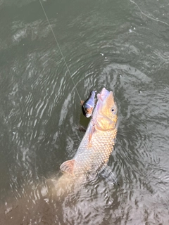 ニゴイの釣果