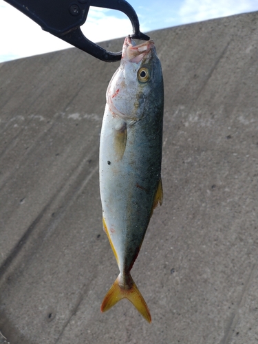 ツバスの釣果