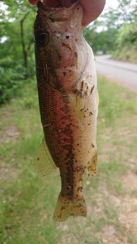 ラージマウスバスの釣果