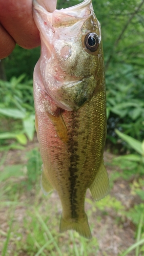 ラージマウスバスの釣果