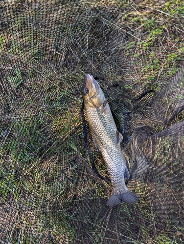 ニゴイの釣果