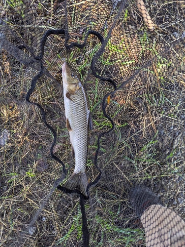 ニゴイの釣果