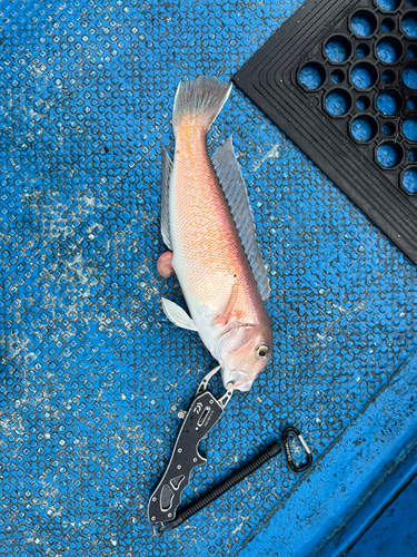 アマダイの釣果