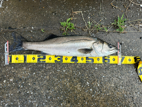 スズキの釣果