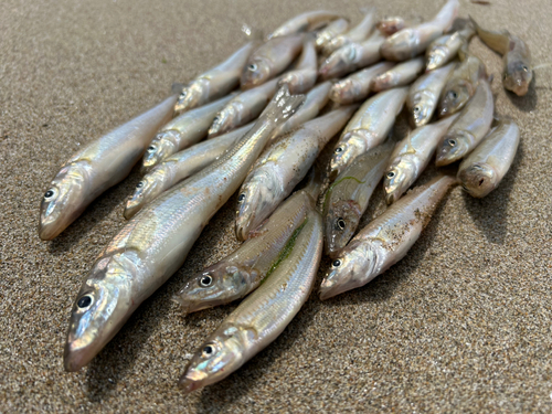 キスの釣果