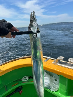 タチウオの釣果