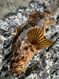 タケノコメバルの釣果