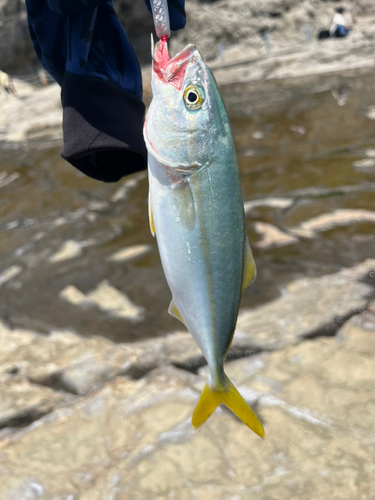 ワカシの釣果