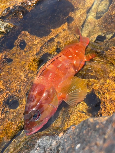 アカハタの釣果